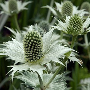 Eryngium Miss Willmotts Ghost