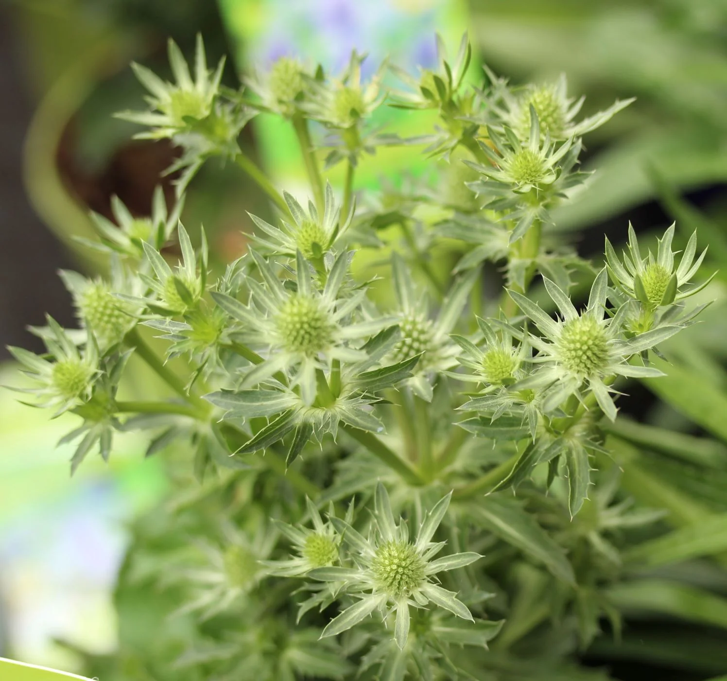 Eryngium planum Blue Hobbit - Image 3
