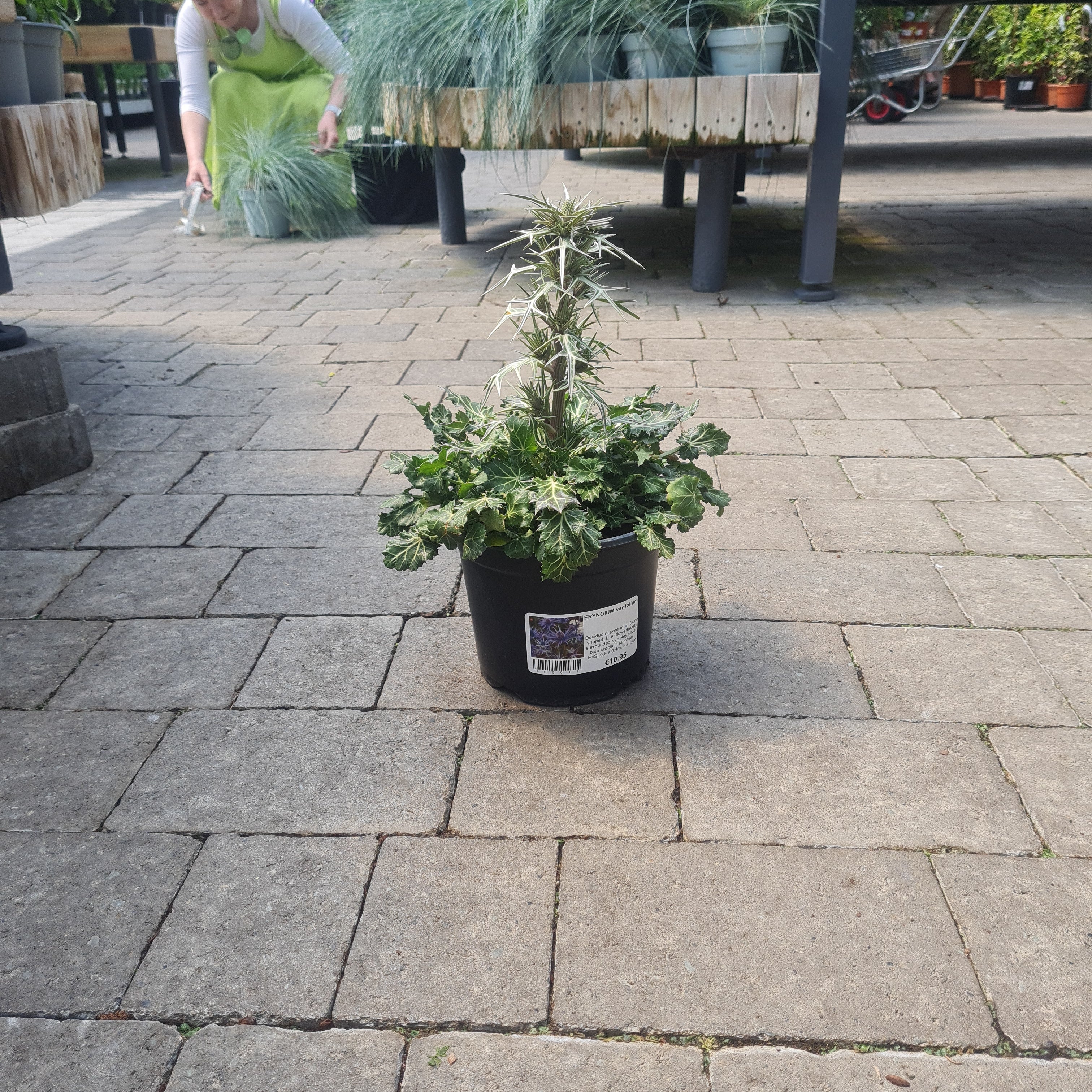 ERYNGIUM varifolium - Image 2