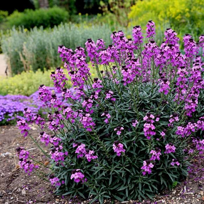 ERYSIMUM Bowles Mauve - Image 2