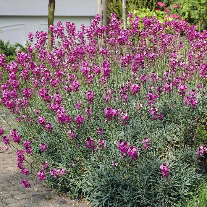 ERYSIMUM Bowles Mauve - Image 4