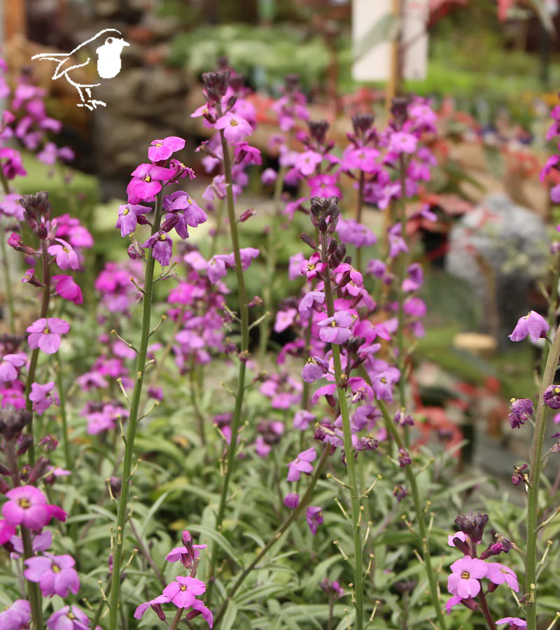Erysimum Bowles Mauve