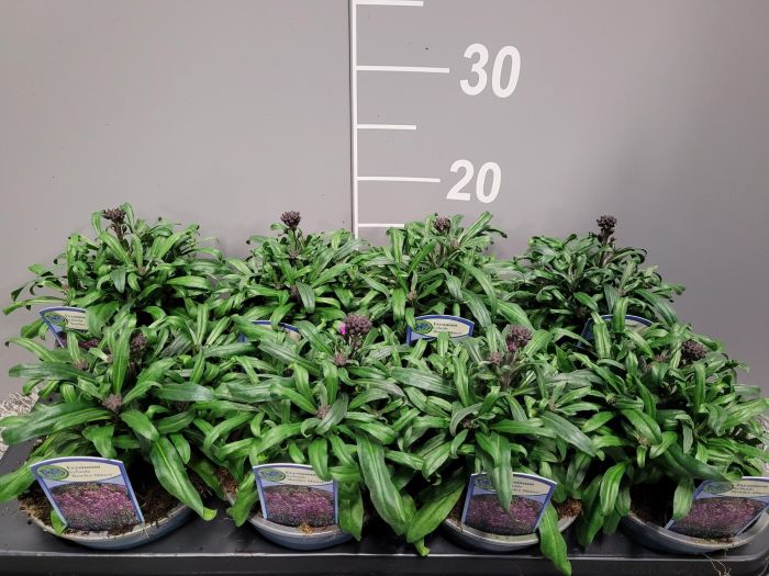 Erysimum Bowles Mauve - Image 2