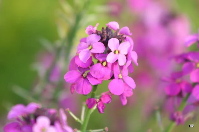 Erysimum Bowles Mauve - Image 2