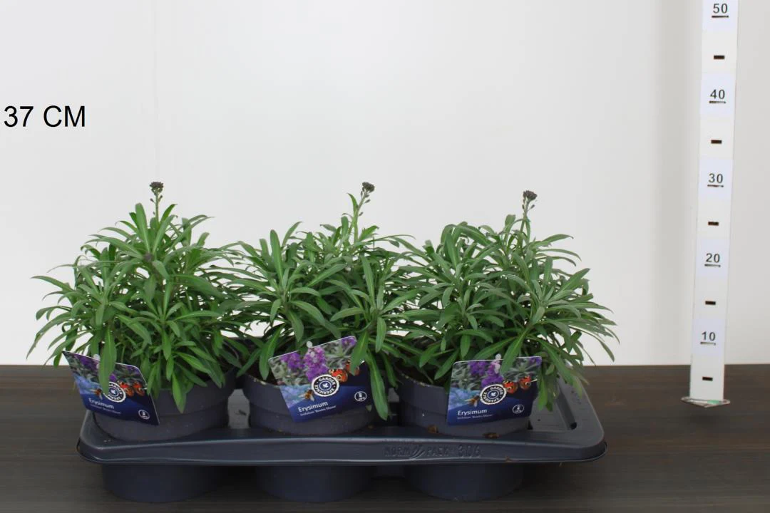 Erysimum Bowles Mauve - Image 3