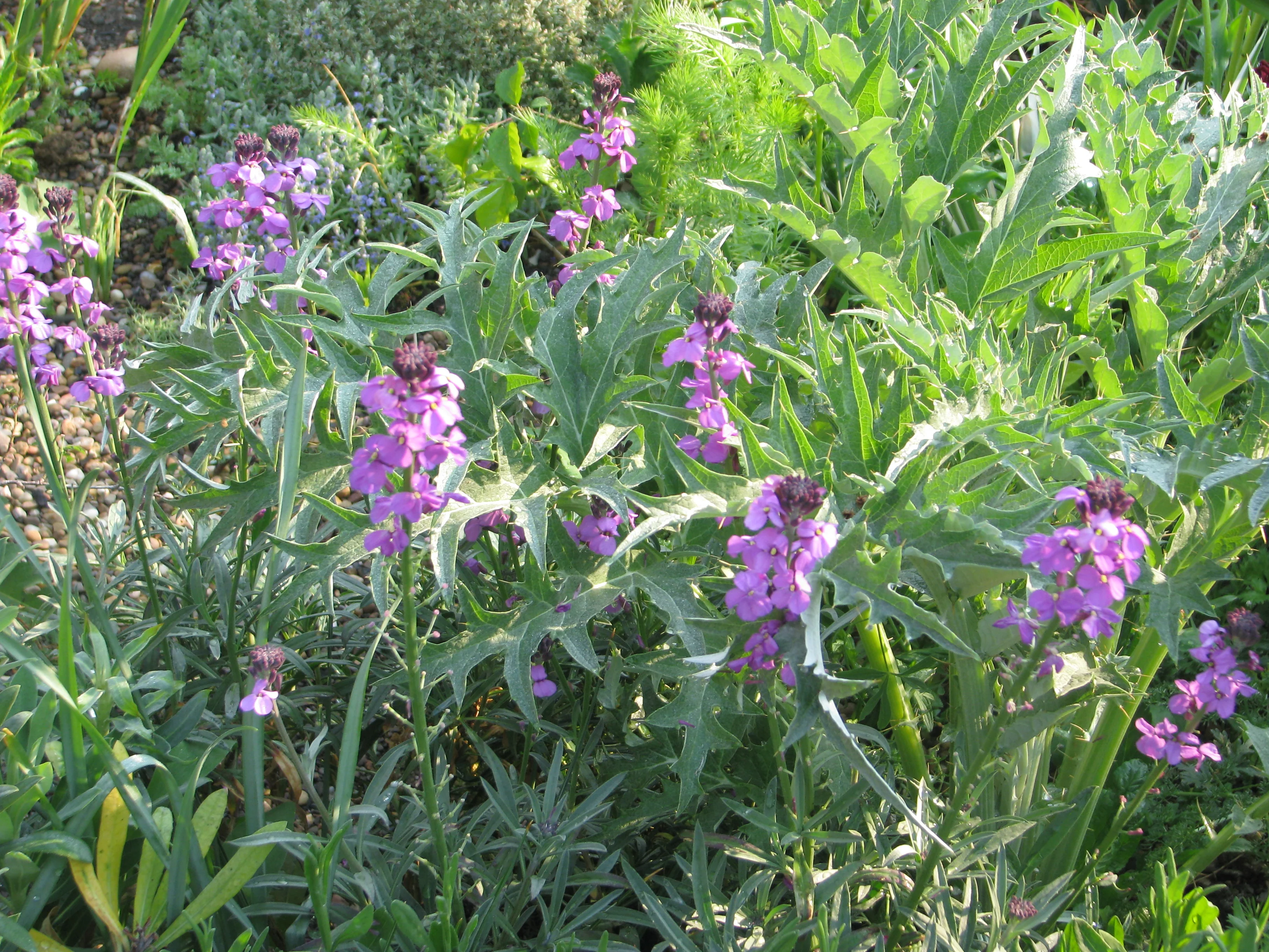 Erysimum Bowles Mauve - Image 4
