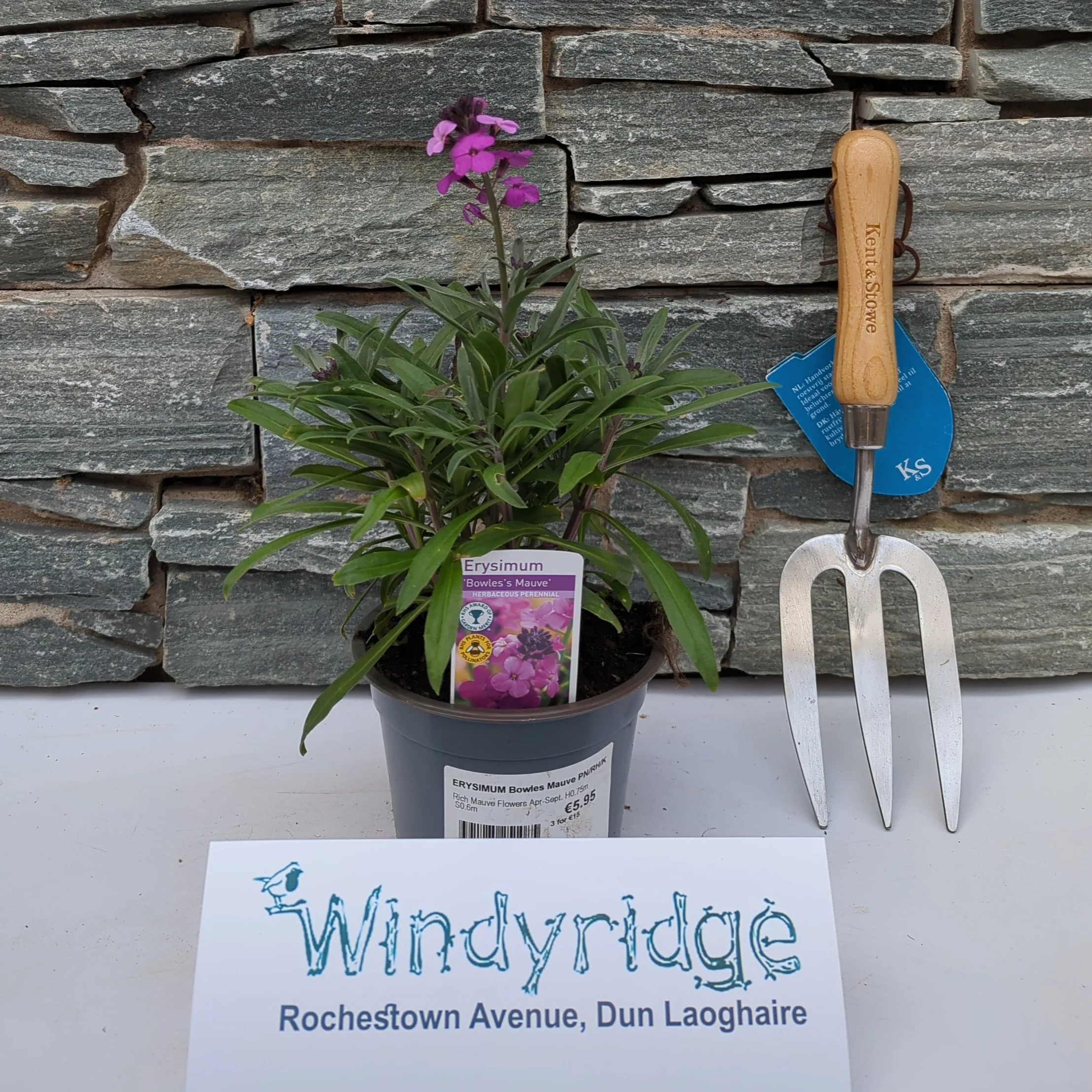 ERYSIMUM Bowles Mauve PN/RH/KR - Image 2