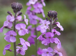 ERYSIMUM Bowles Mauve PN/RH/KR - Image 3