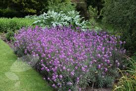 Erysimum Dark Mauve