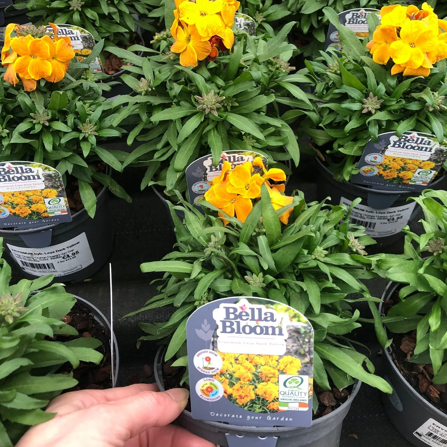 ERYSIMUM hyb. Leya Dark Yellow - Image 2