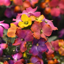 ERYSIMUM hyb. Leya Orange Purple Glow - Image 2