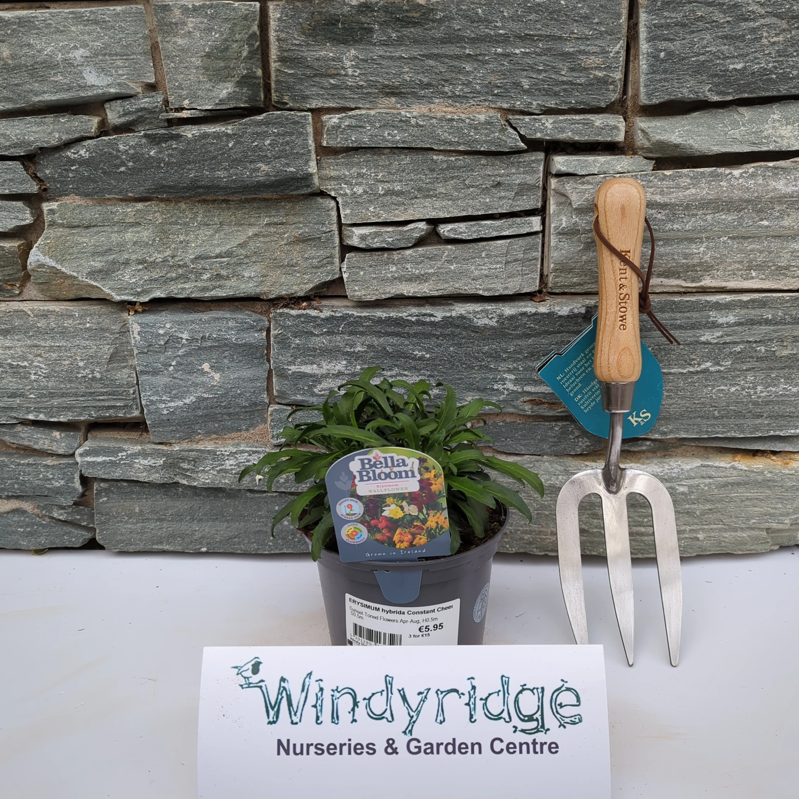 ERYSIMUM hybrida Constant Cheer