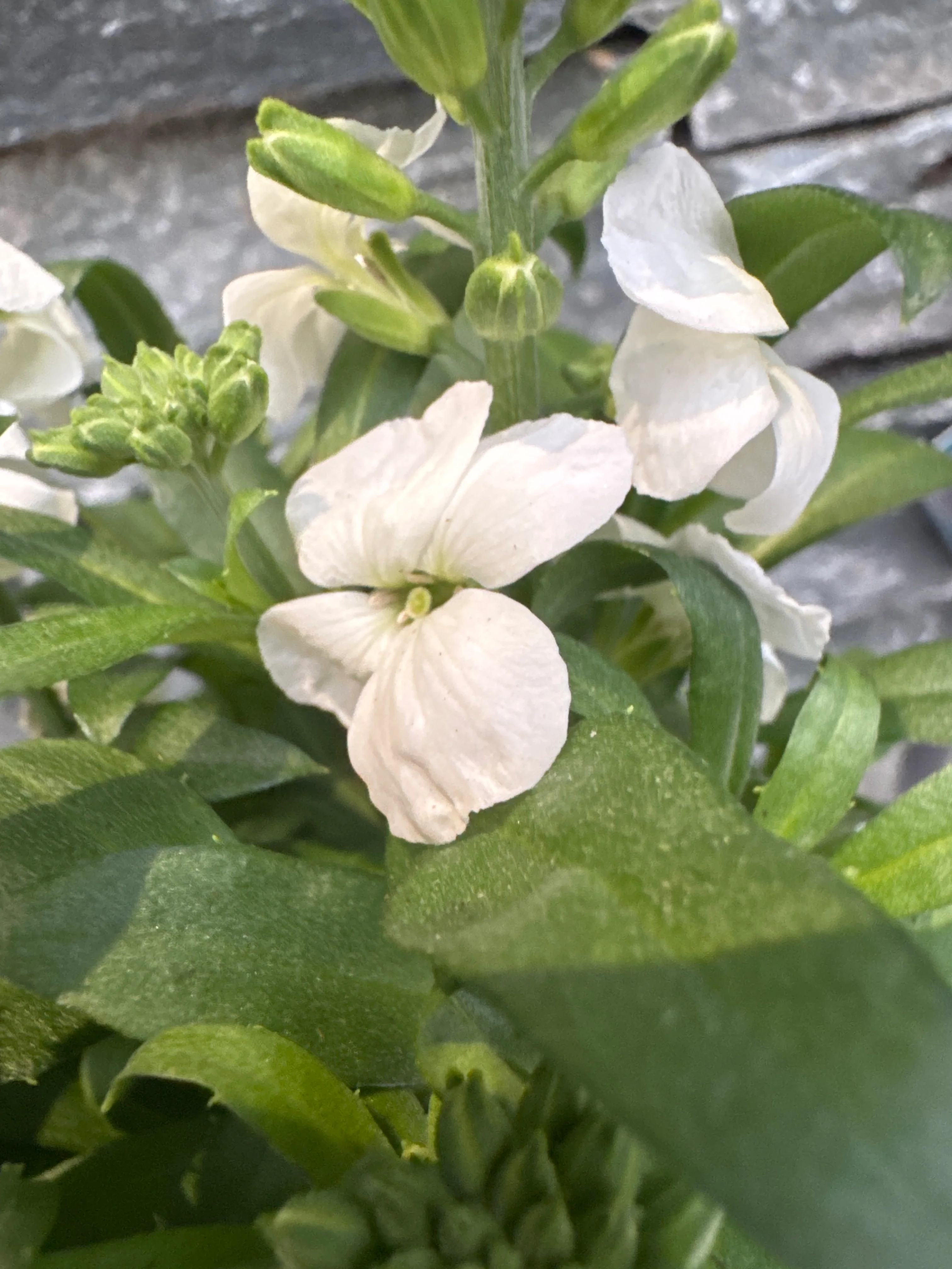 Erysimum Leya White - Image 3