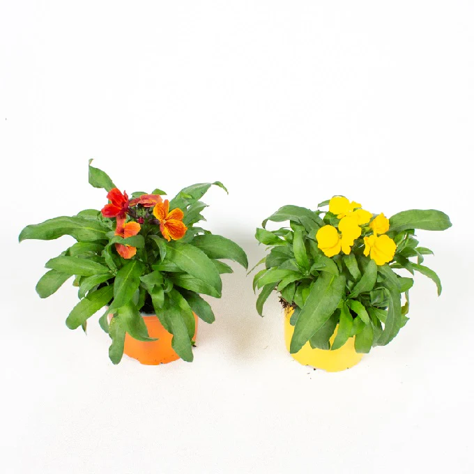 Erysimum mix  P11