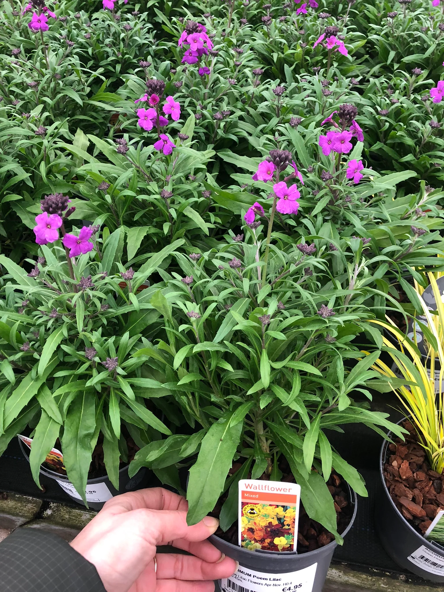 ERYSIMUM Poem Lilac - Image 2