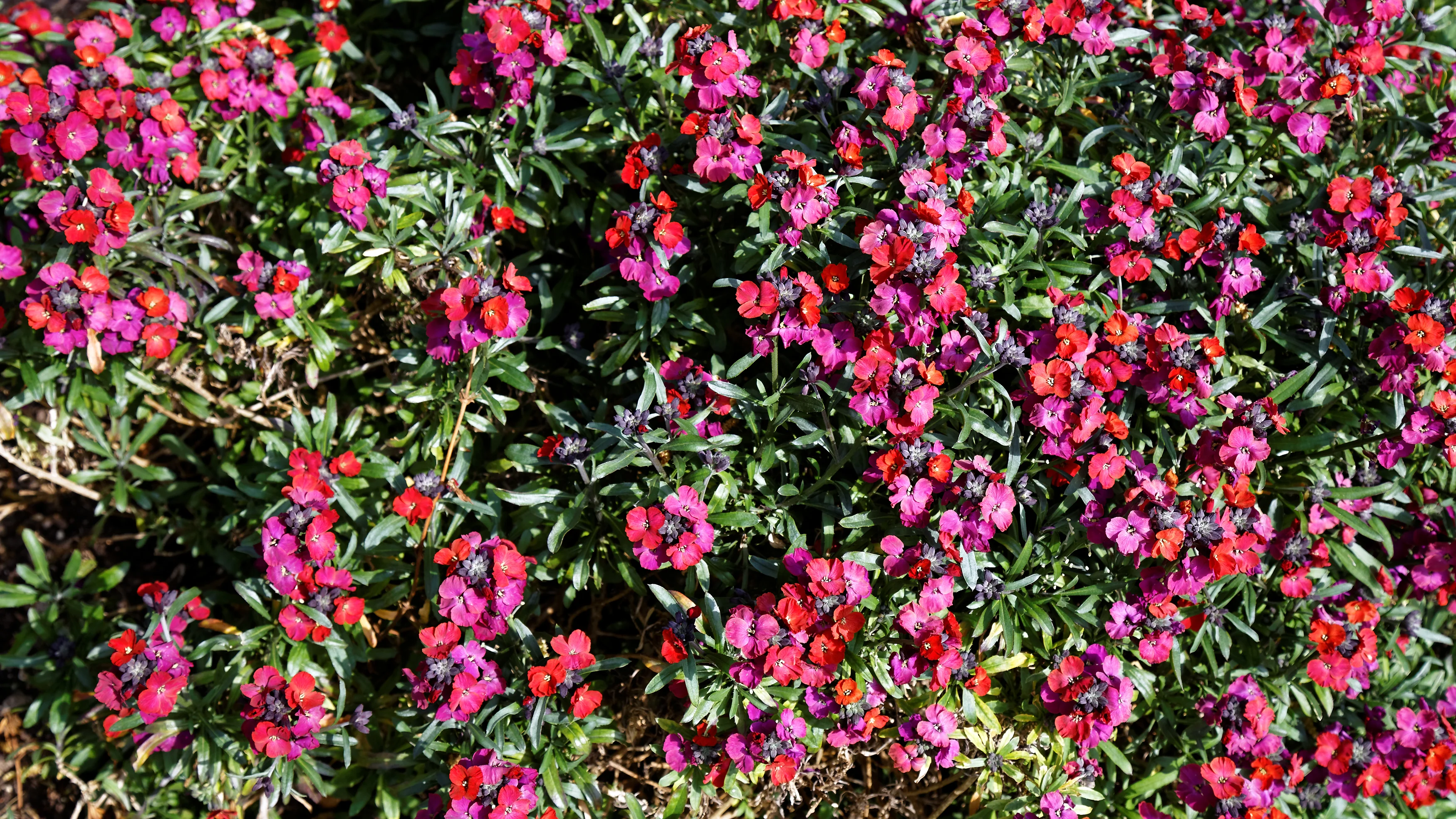Erysimum Red Jep - Image 2