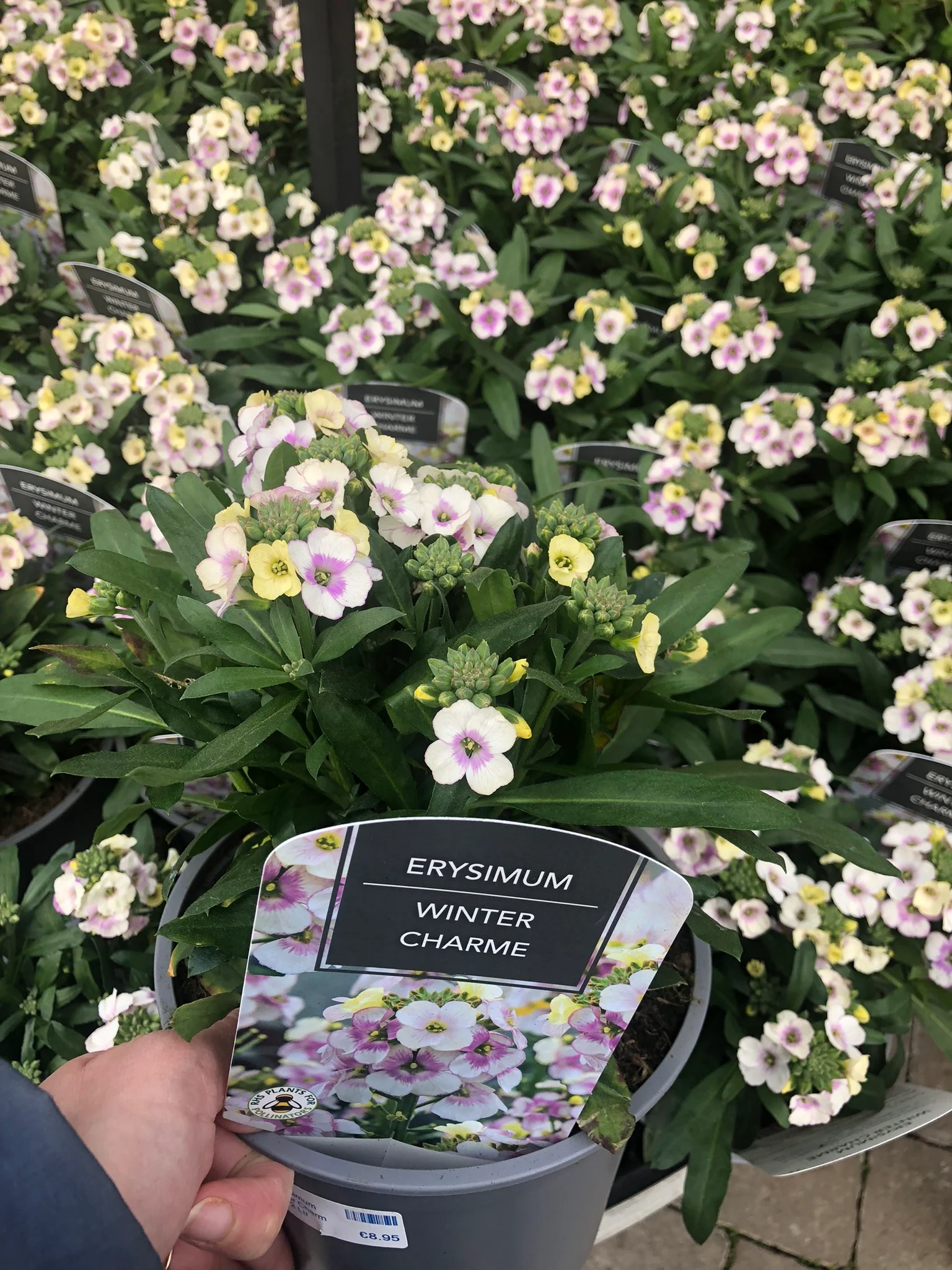 Erysimum Winter Charme - Image 3