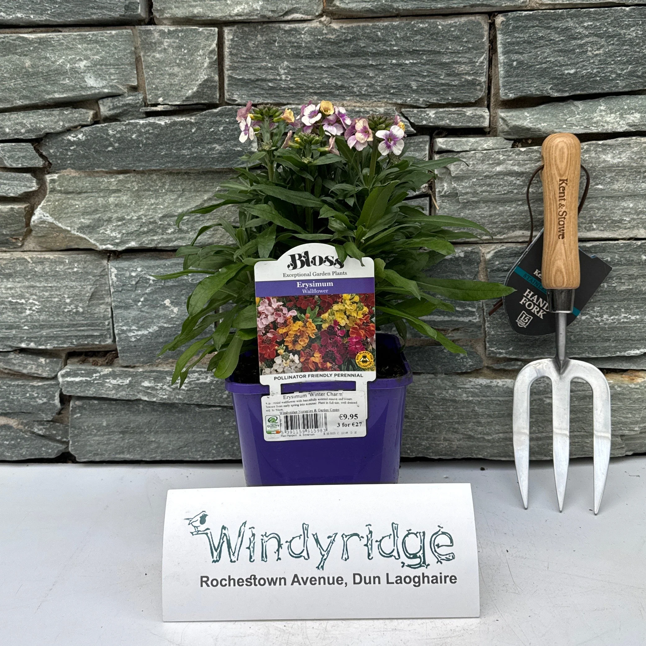 Erysimum Winter Charm - Image 2