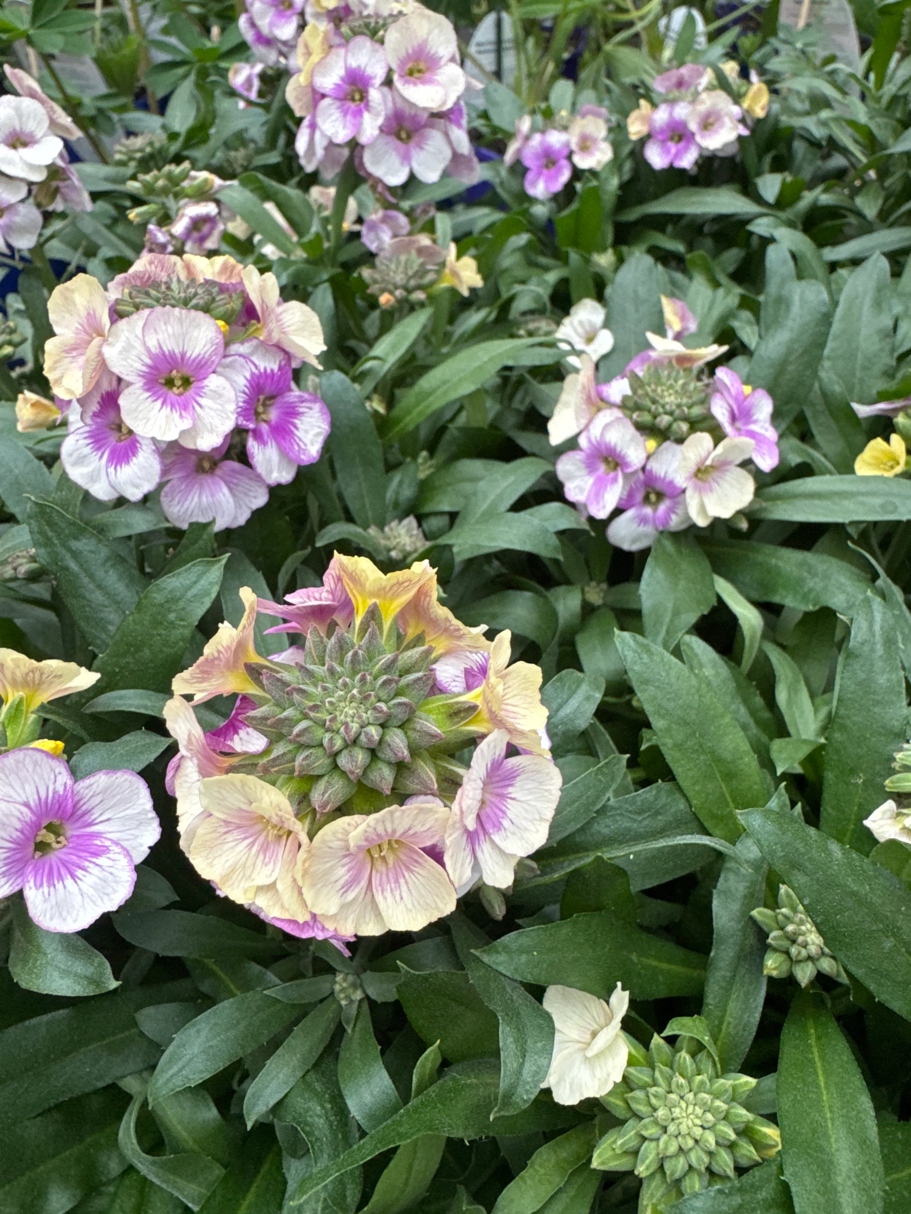 Erysimum Winter Charm - Image 3