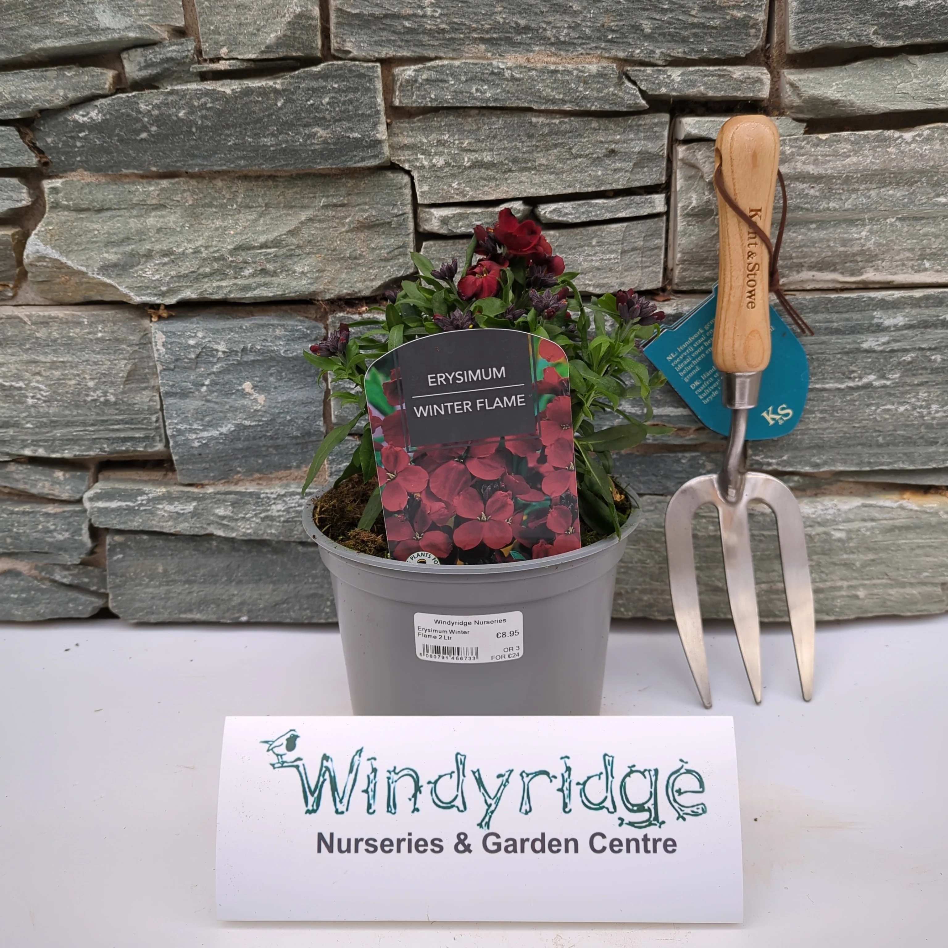 Erysimum Winter Flame 2 Ltr - Image 2