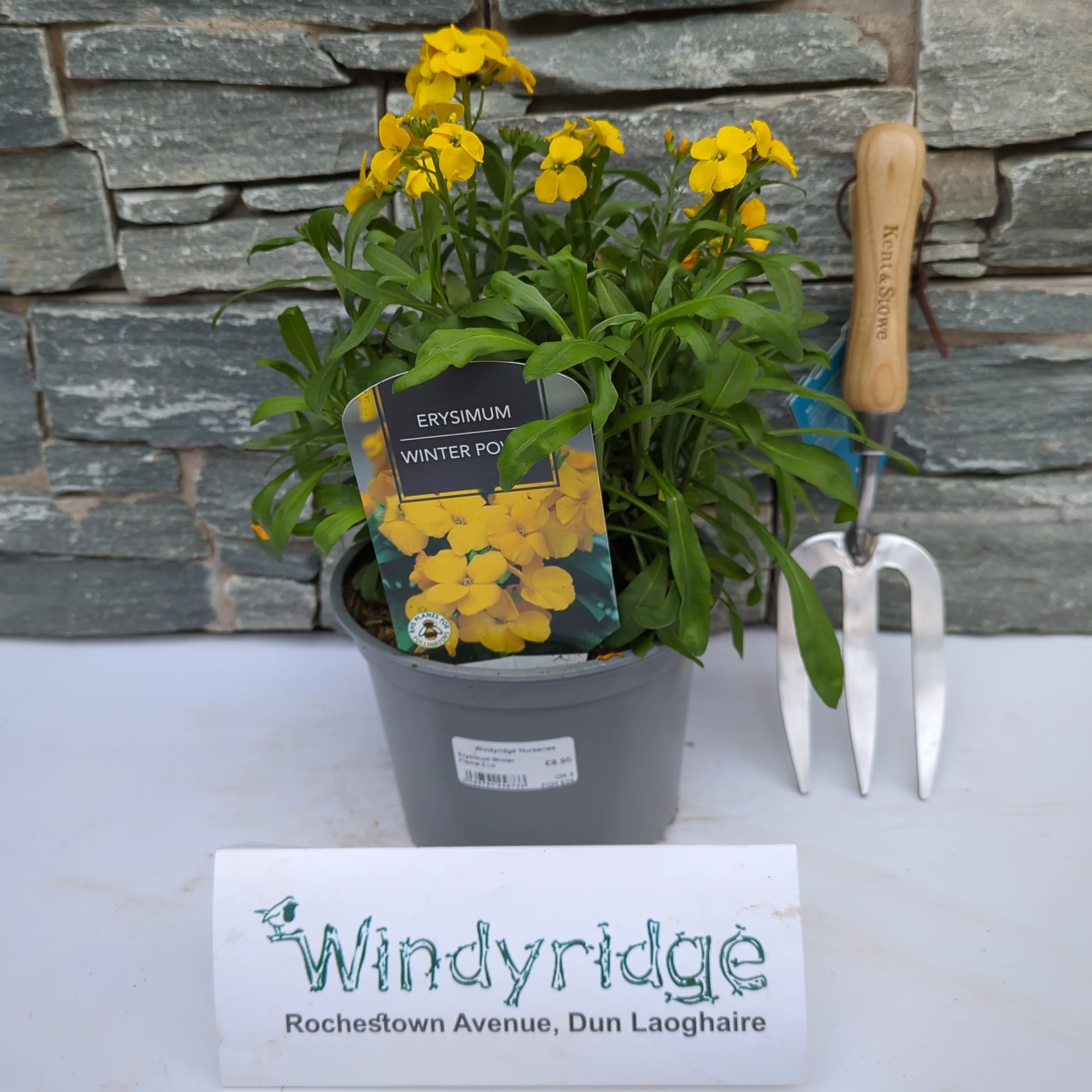 Erysimum Winter Flame 2 Ltr - Image 3