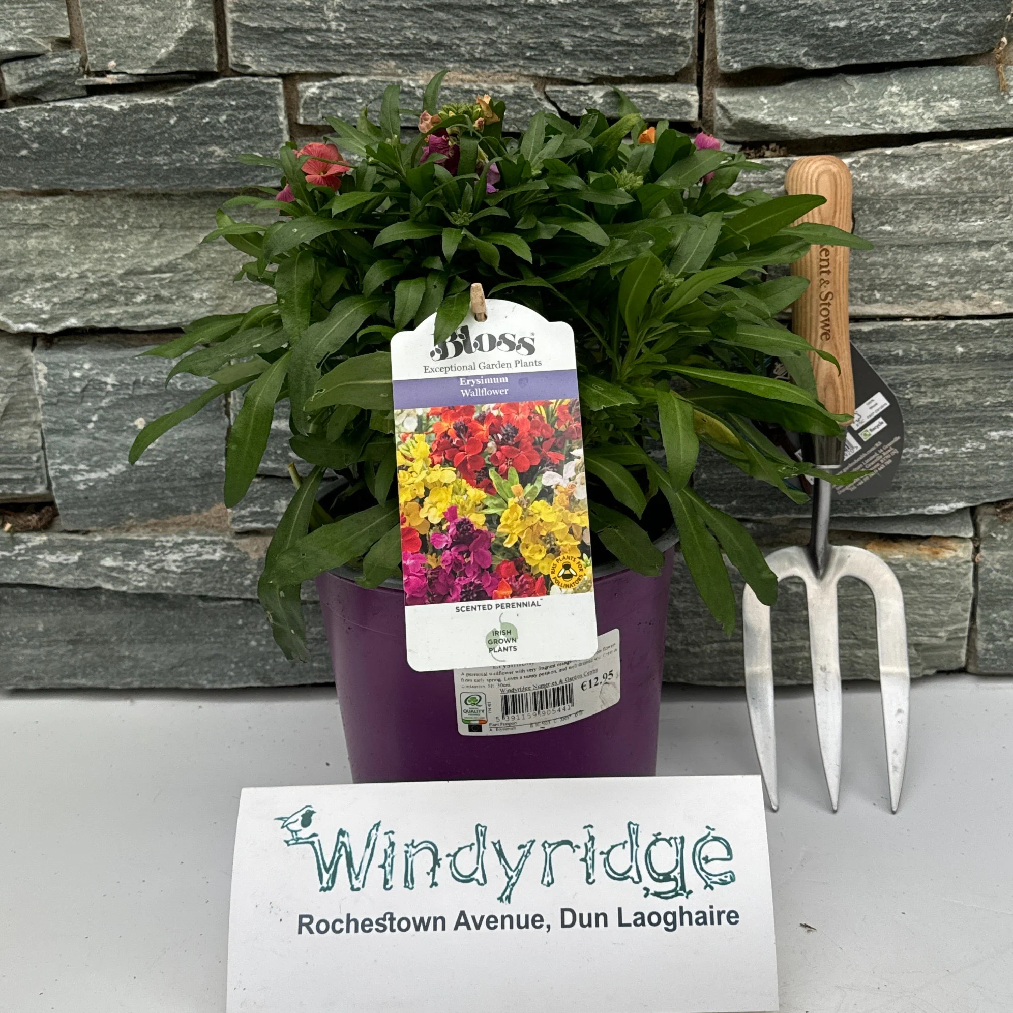 Erysimum Winter Orchid - Image 2