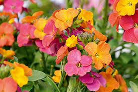 ERYSIMUM Winter Party