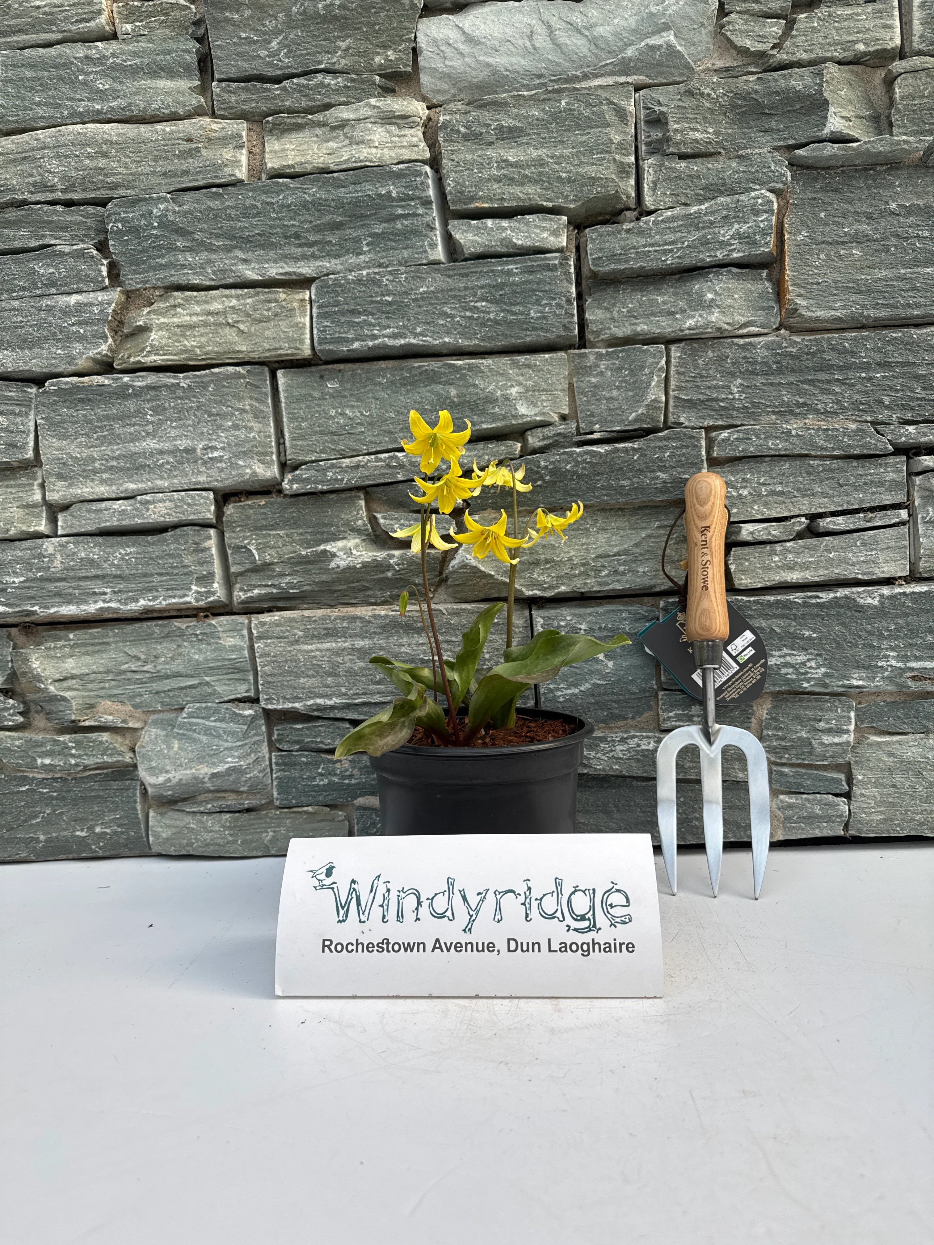 ERYTHRONIUM Pagoda - Image 3