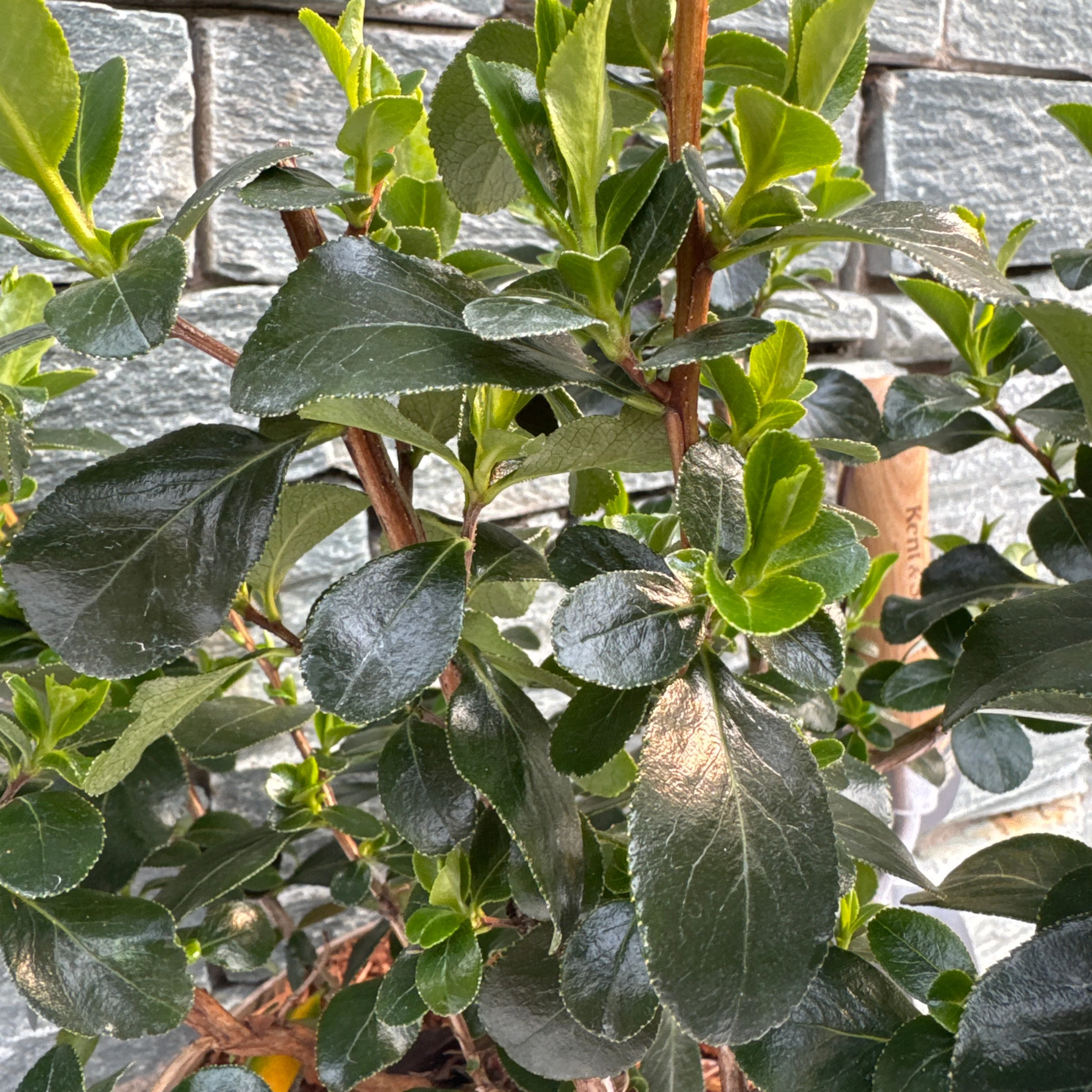 ESCALLONIA IVEYII - Image 3