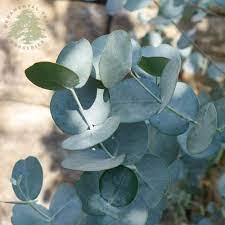 Eucalypthus gun. Azura - Image 2
