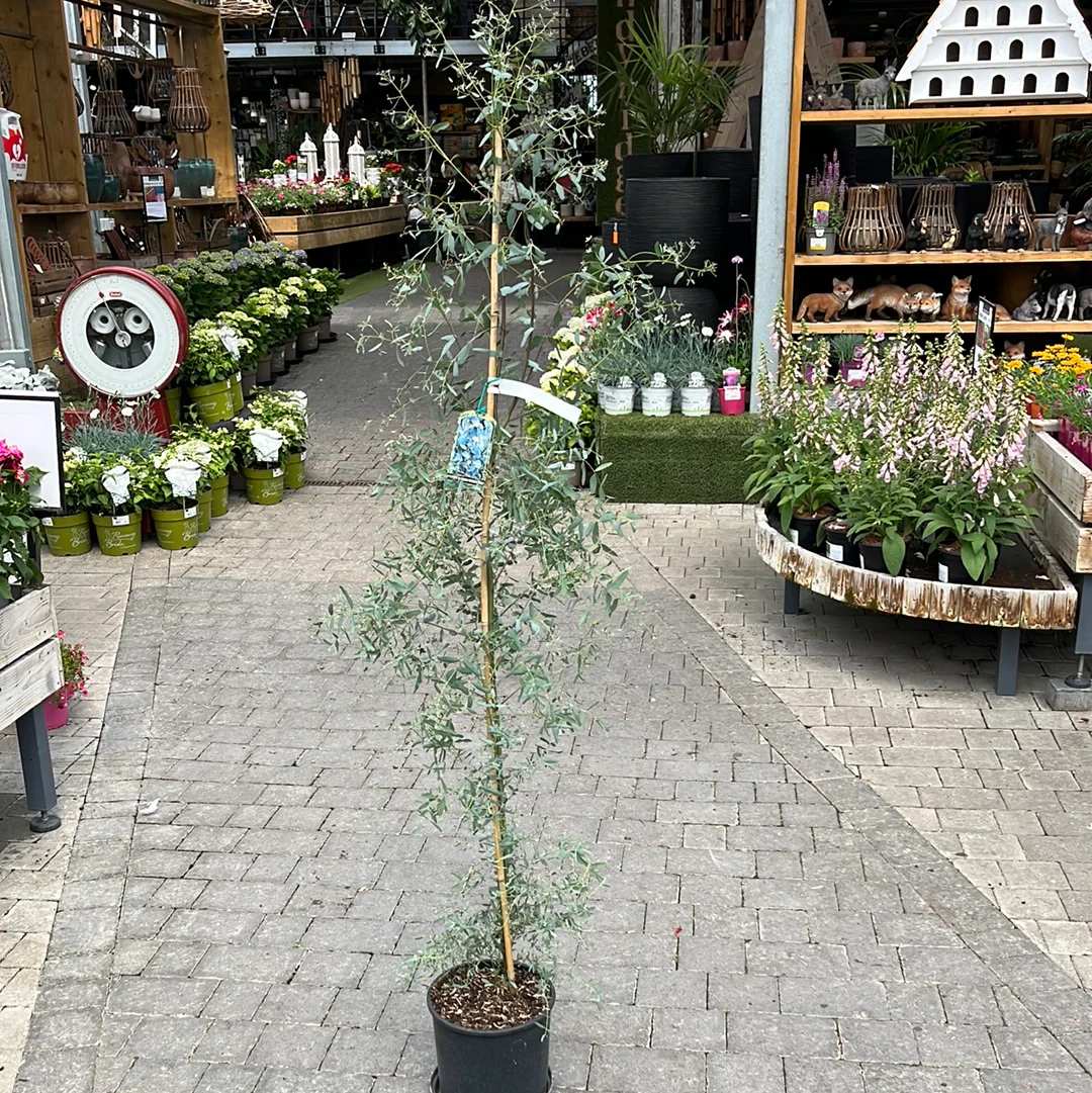 EUCALYPTUS G. FRANCE BLEUE - Image 2