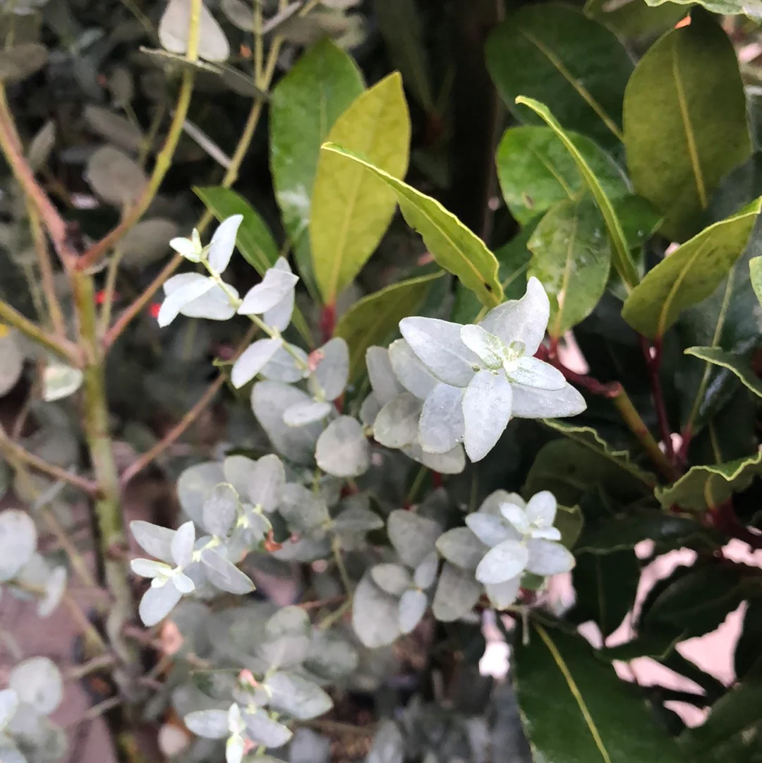 Eucalyptus gunnii - Image 2