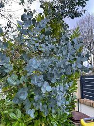 Eucalyptus gunnii
