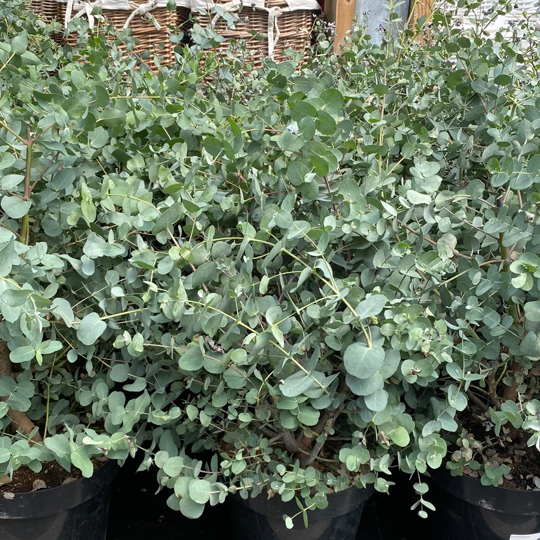 Eucalyptus gunnii - Image 2