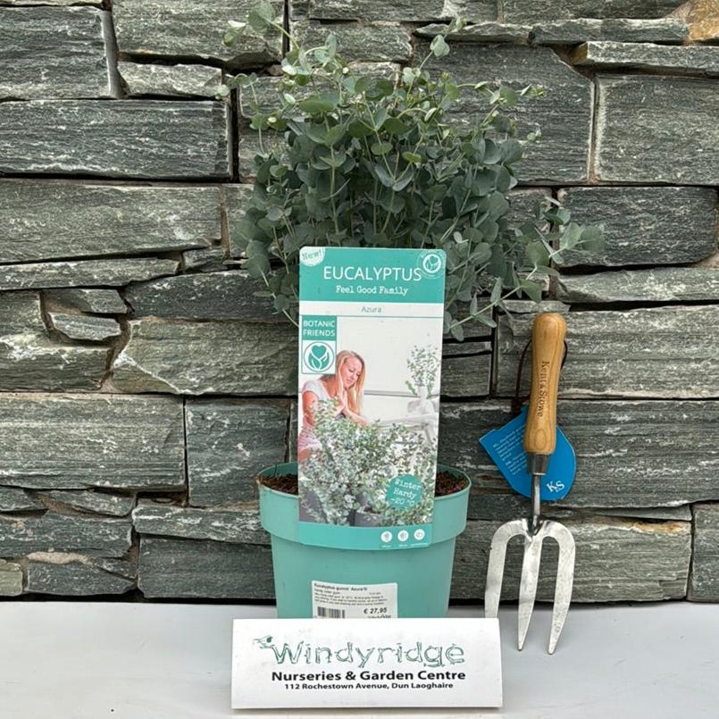 Eucalyptus gunnii Azura 3 Ltr pot