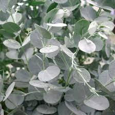 Eucalyptus gunnii Azura - Image 2