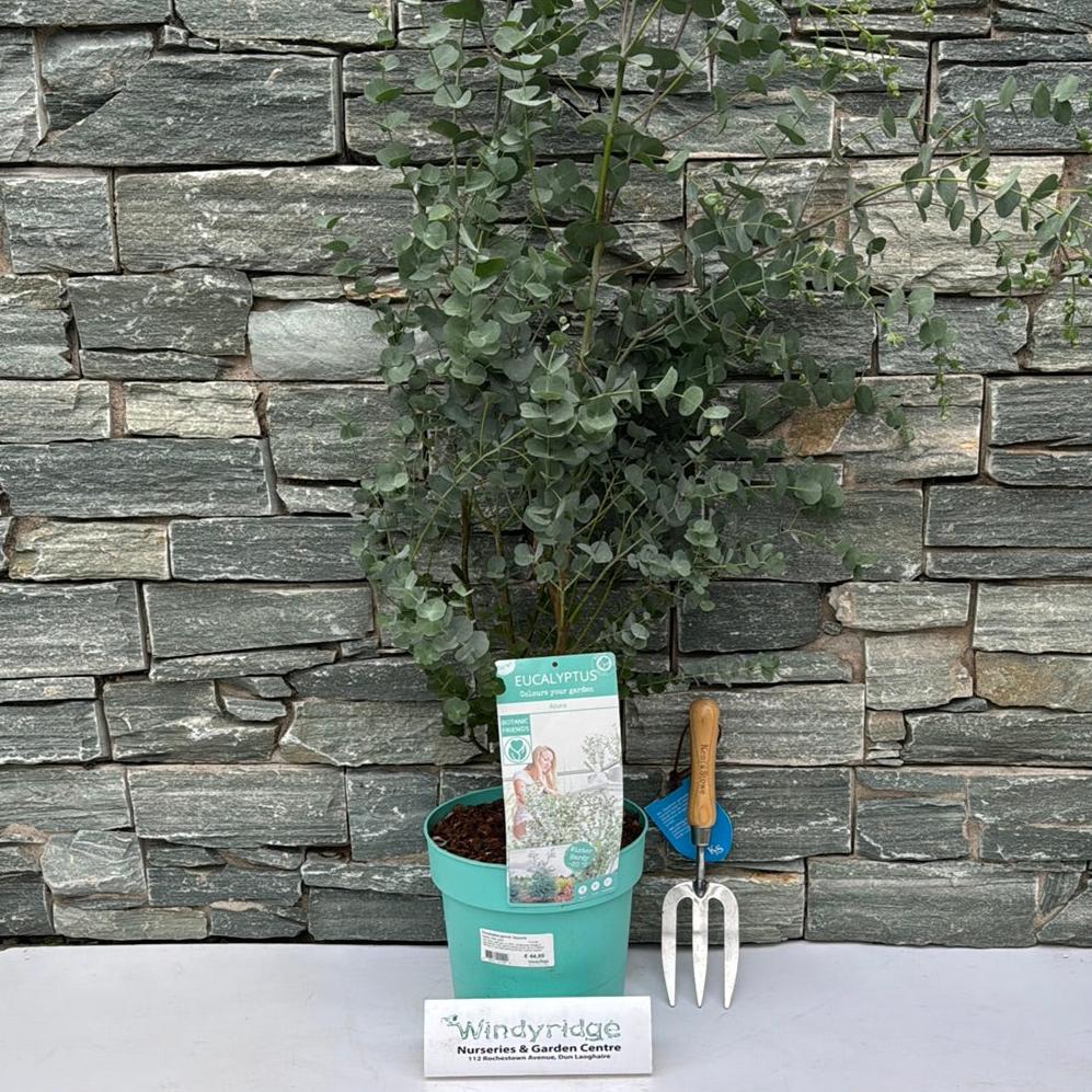Eucalyptus gunnii Azura  5 Ltr pot - Image 3