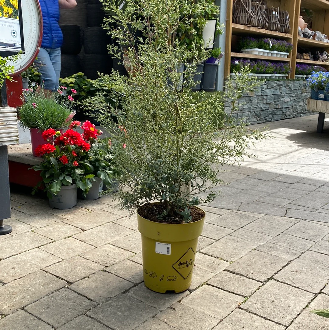 Eucalyptus gunnii France Blue