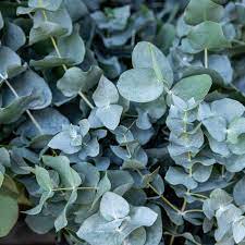 Eucalyptus gunnii France Blue - Image 2