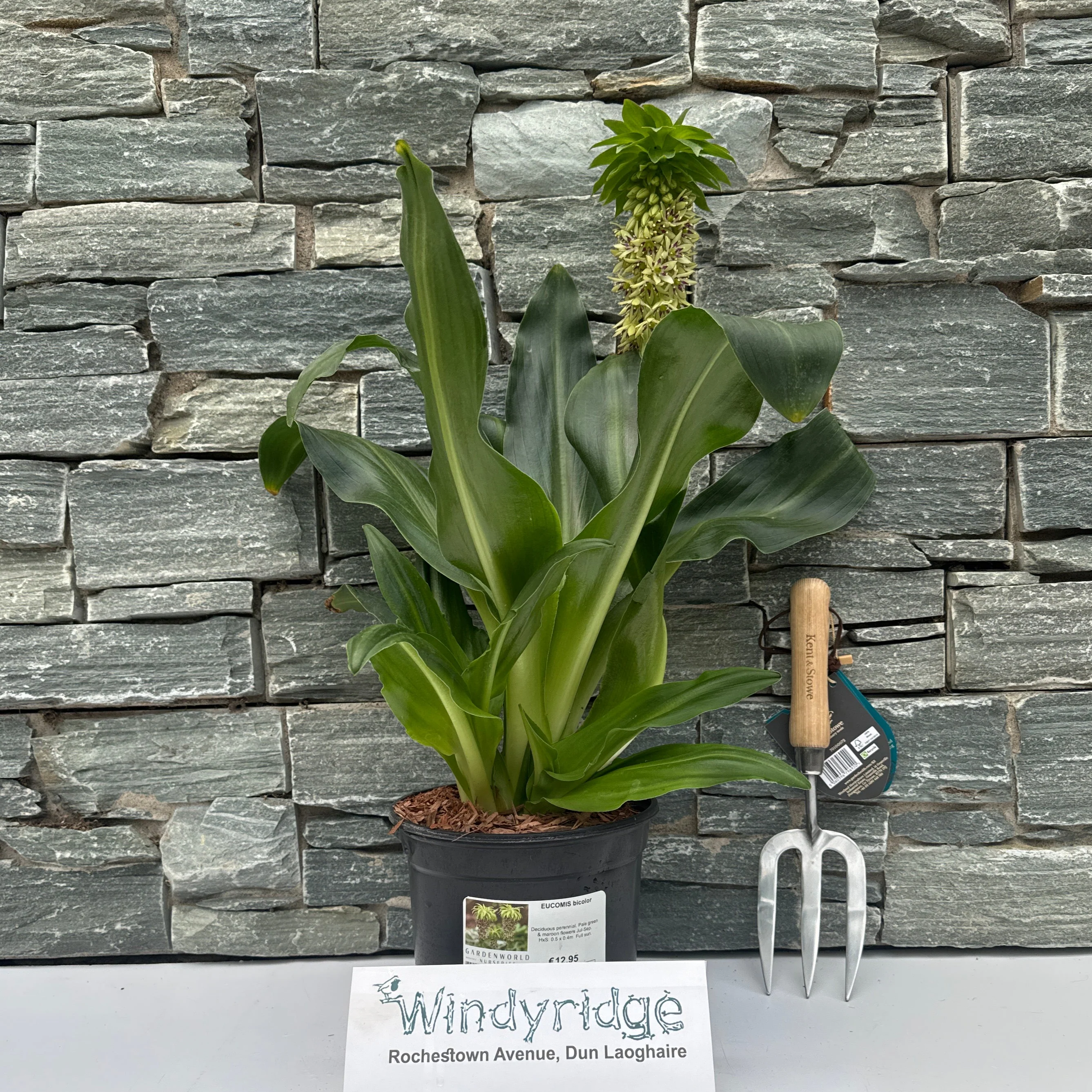 EUCOMIS bicolor - Image 2