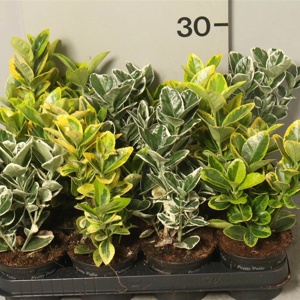 euonymus 9cm - Image 2