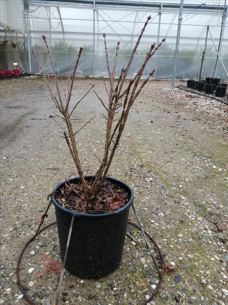 EUONYMUS ALATUS CLT 25 H 60 - 80 CM - Image 2