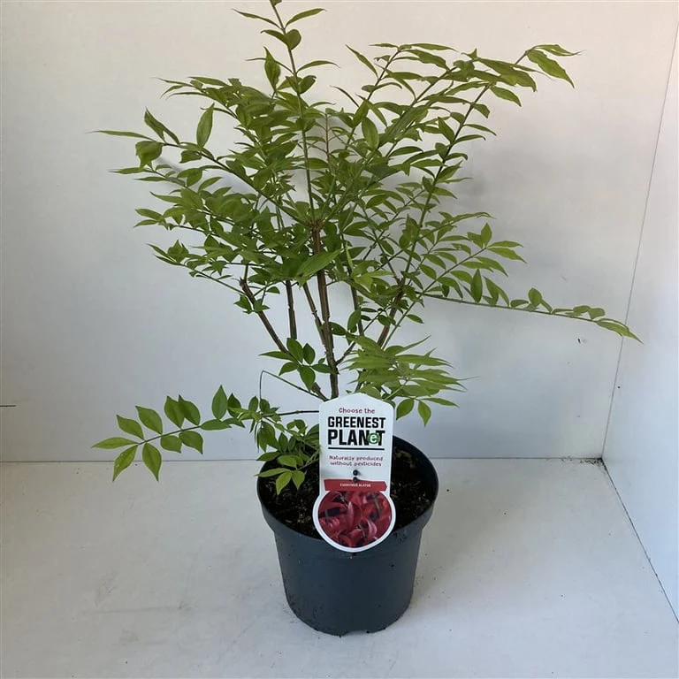 Euonymus alatus Compactus 30-40 CM C3.5 - Image 3