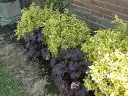 EUONYMUS F. BLONDII