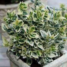 EUONYMUS for. Dan s Delight