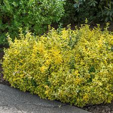 Euonymus Fort. Emerald n Gold - Image 2