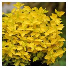 Euonymus fort. Goldy - Image 2