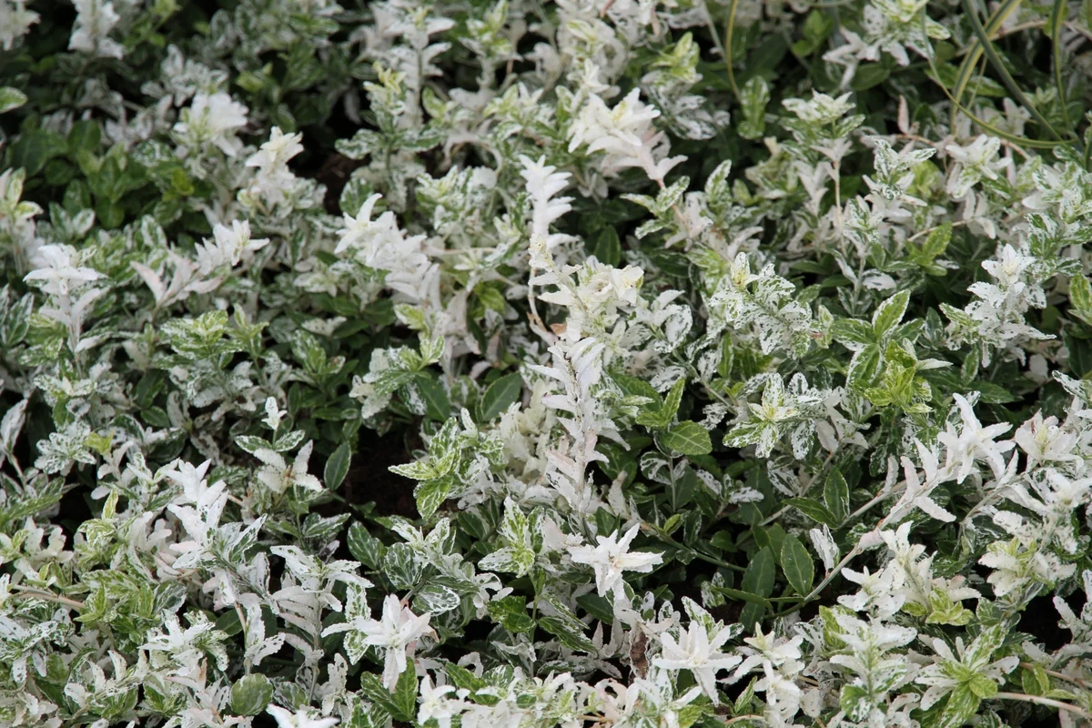Euonymus fort. Harlequin - Image 2