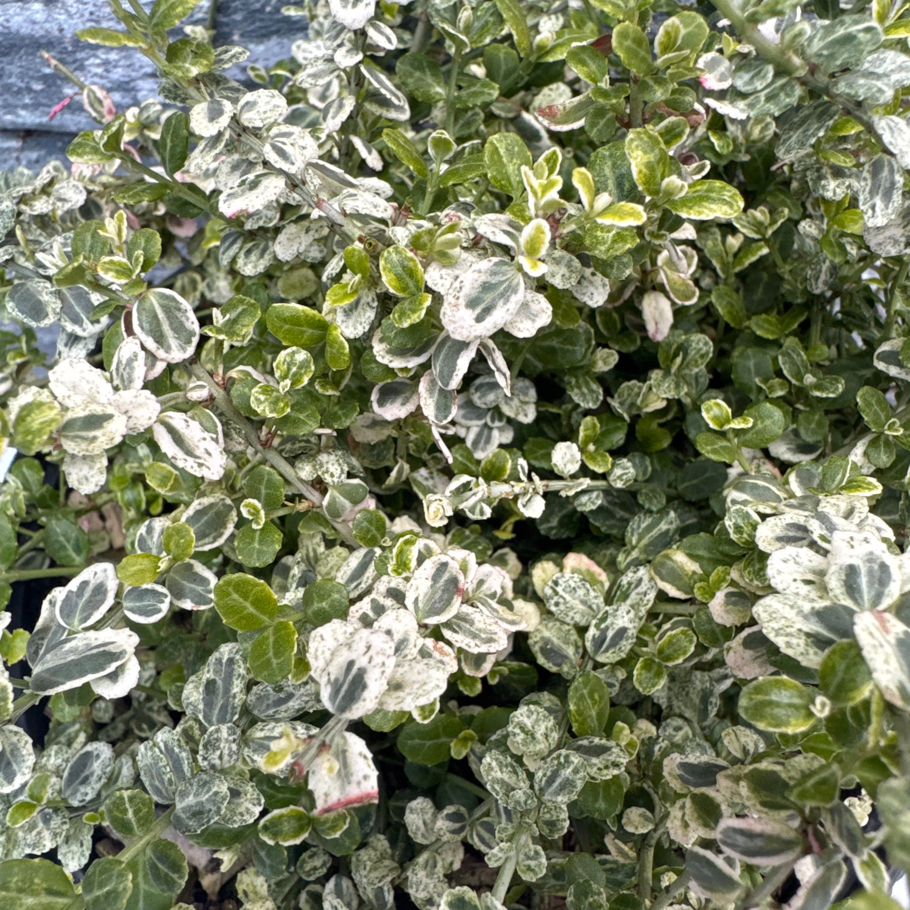 Euonymus fort. Silver Carpet - Image 2