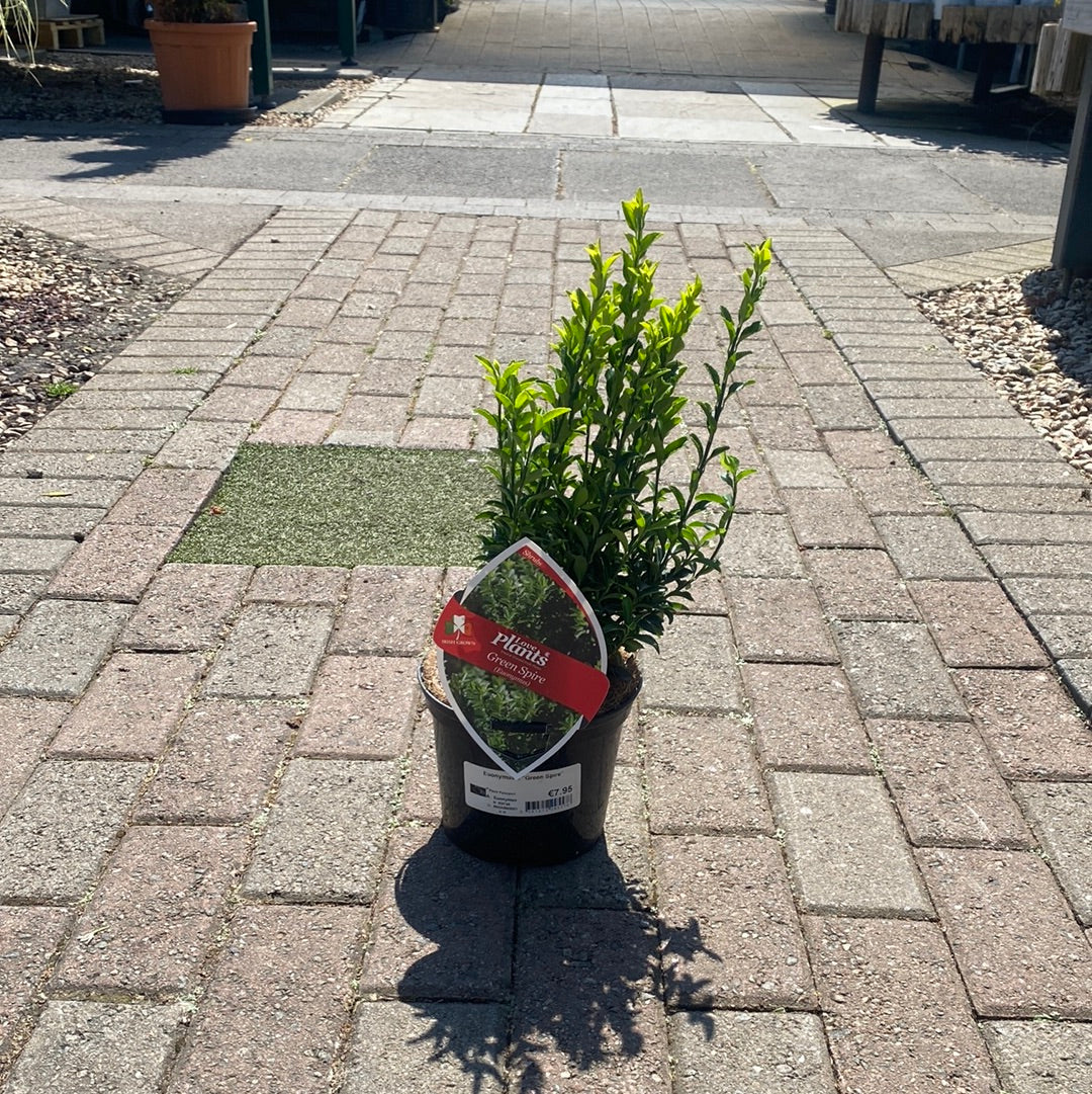 Euonymus Green Spire - Image 3